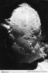 Historisches Foto von Annuntidiogenes elongatus (Fraaije et al., 2019) (NHMW-AFW-GEO-BACHMAYER-FOTO-1990-0041-4911)
